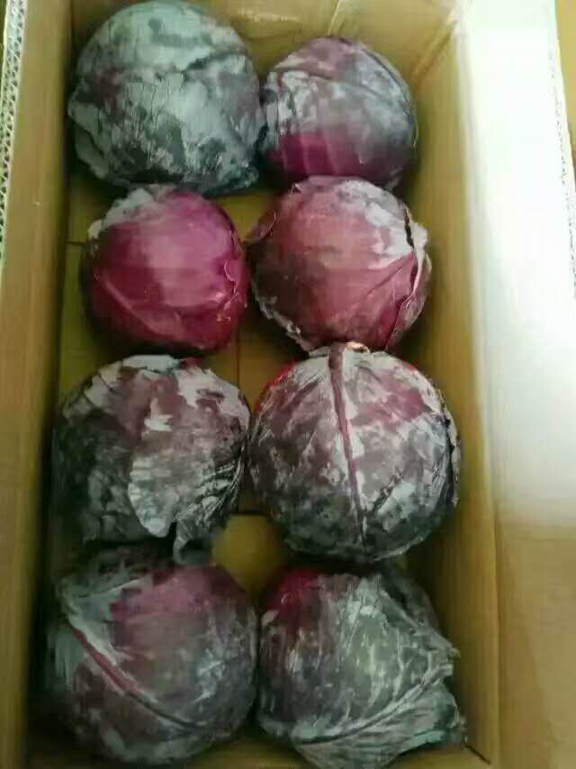 保鮮紫甘藍(lán)